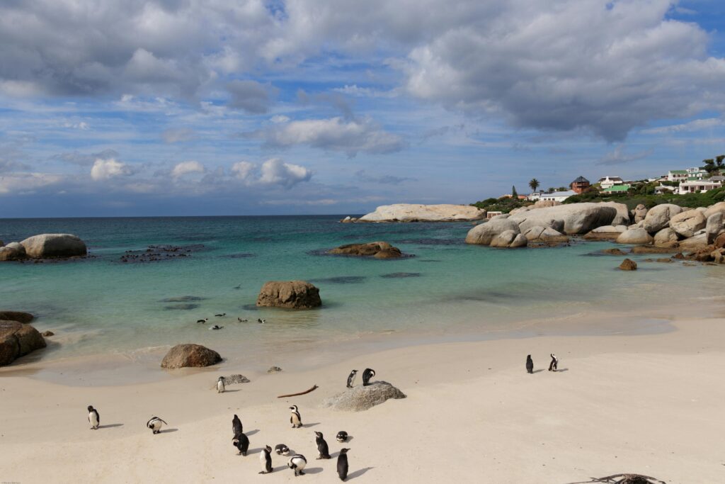 Group of African penguins on a rocky beach with turquoise waters and clear skies.