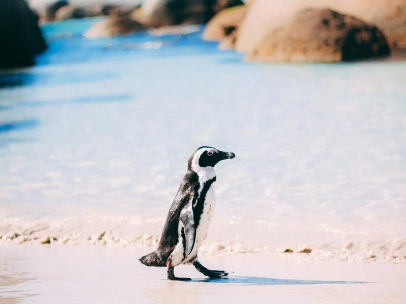 An African Penguin stands gracefully on a sunny beach in Cape Town, South Africa.